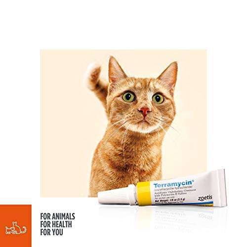 What Is the Best Antibiotic for Cats?