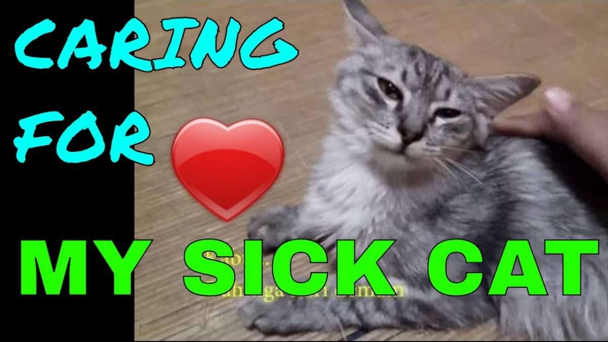 What Medicine Can I Give My Sick Cat