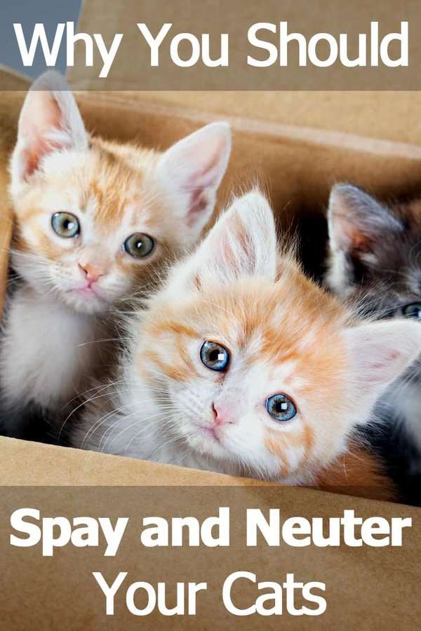 Why You Should Spay And Neuter Your Cats