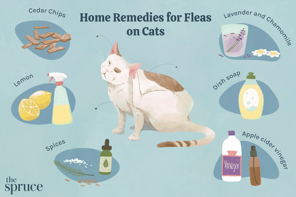 6 Home Remedies for Fleas on Cats
