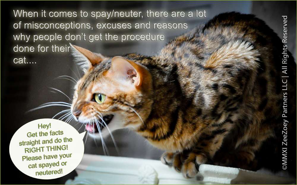A Roundtable Discussion on Cats for Spay/Neuter Awareness Month