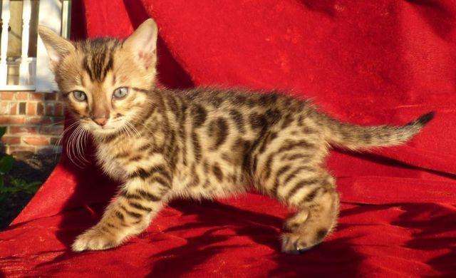 Bengal boy kitten for Sale in Westfield, Indiana Classified ...