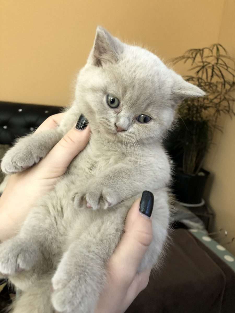 British Shorthair Cats For Sale