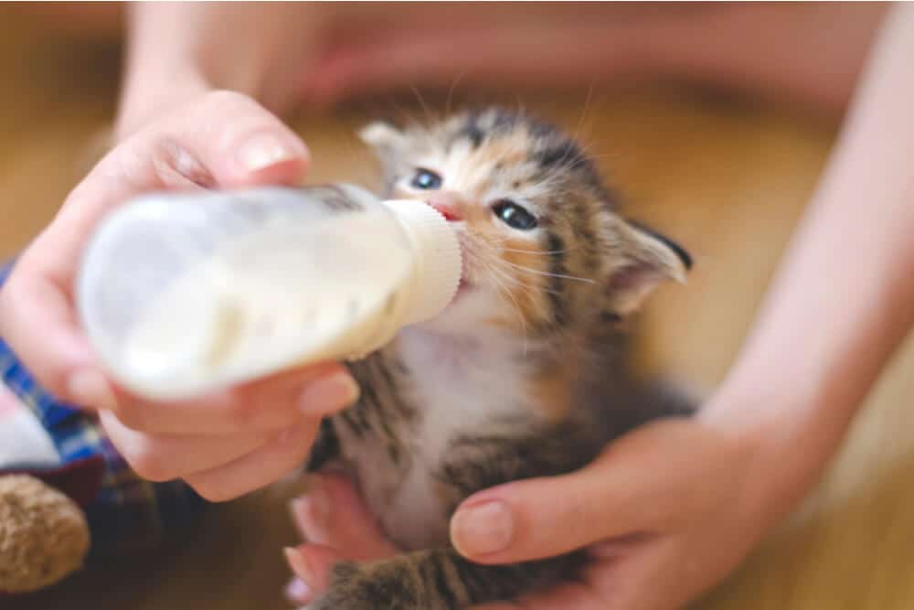 Can Cats Drink Almond Milk?