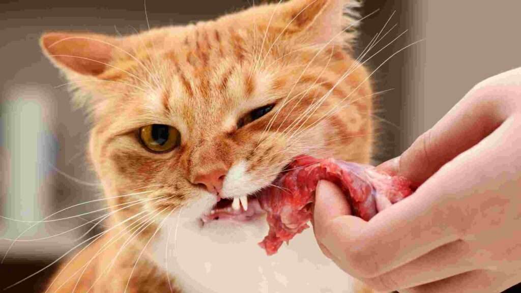 Can Cats Eat Steak? What Things To Know?