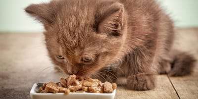 Can my kitten eat adult cat food?