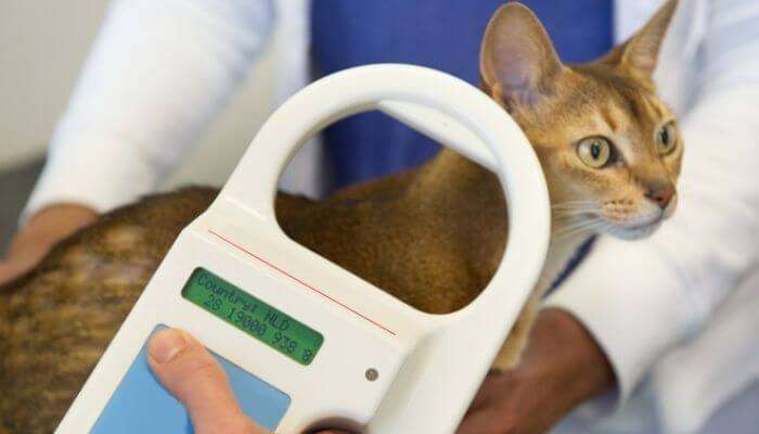 Can You Track A Microchipped Cat?
