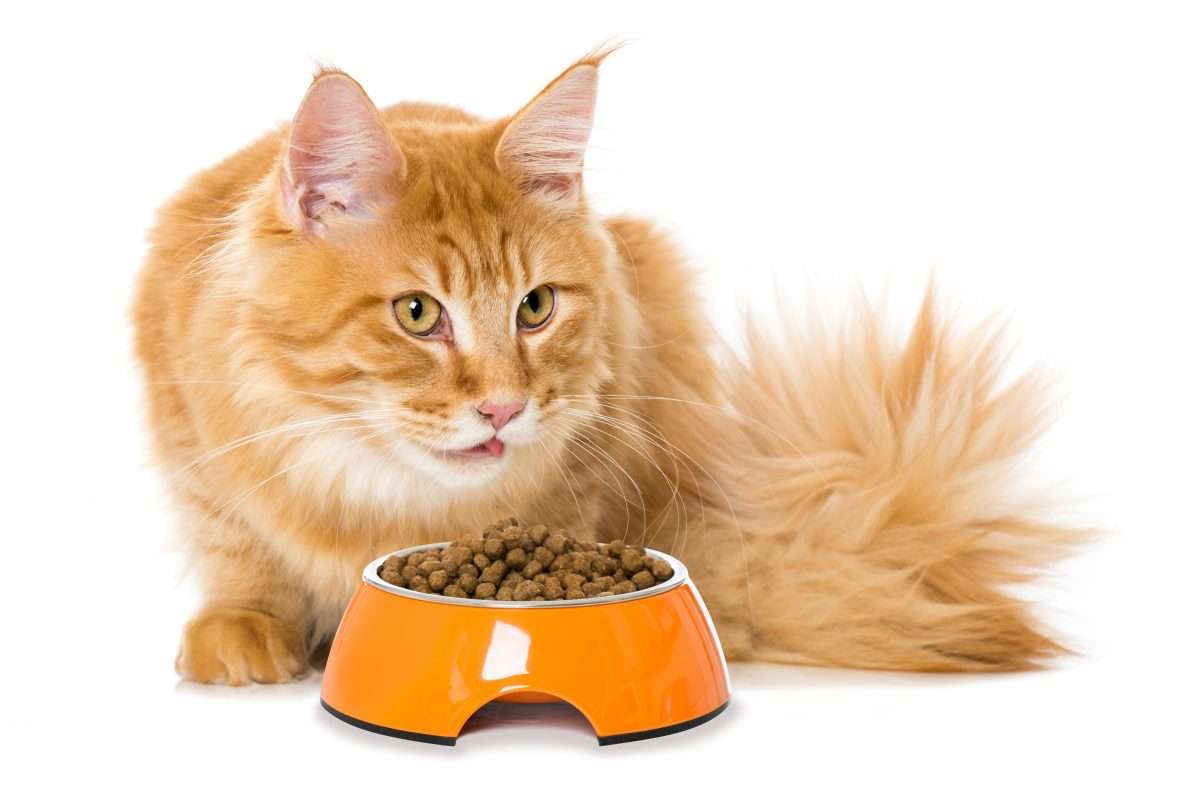 Cat Diet &  Feeding Advice