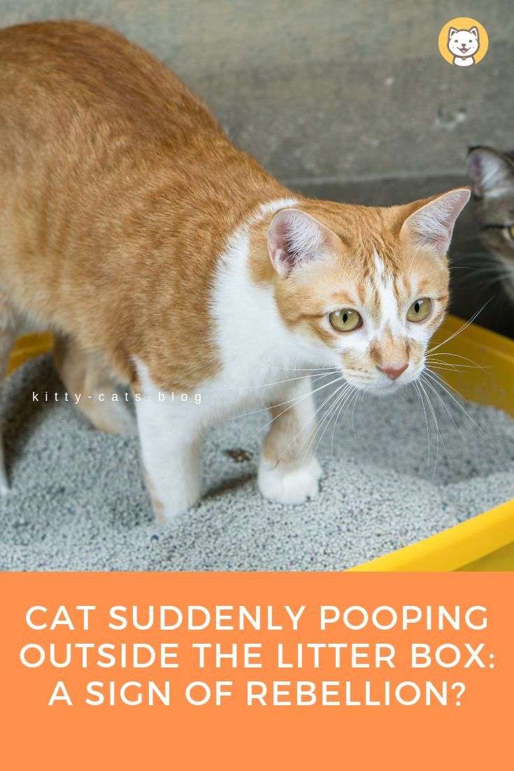 Cat Pooping Outside Box Reddit