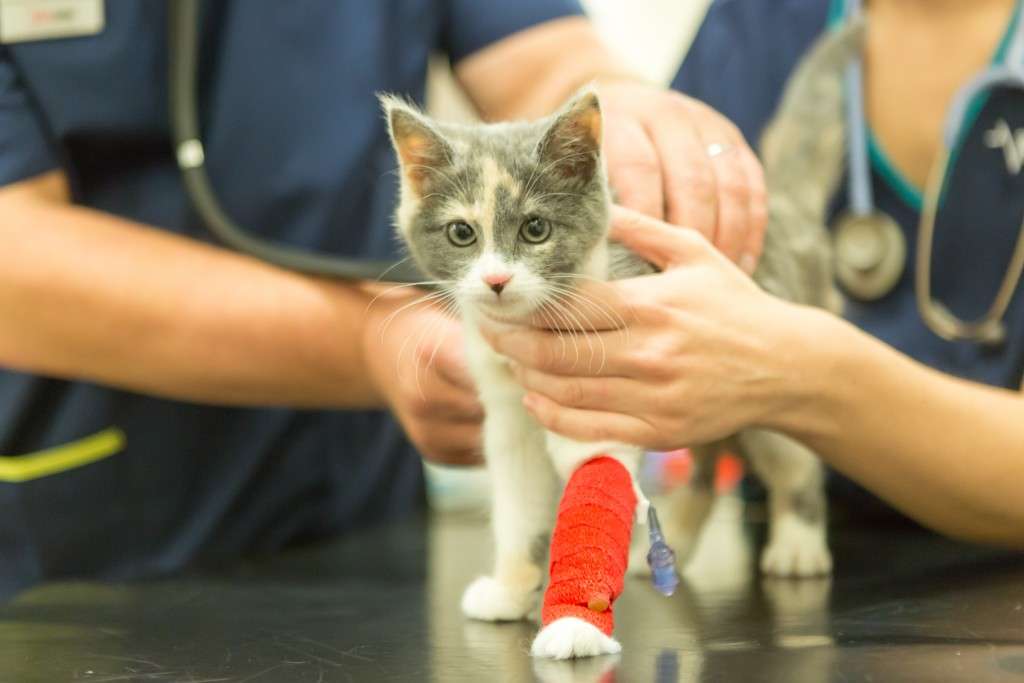 Cat Vaccinations &  Kitten Vaccinations