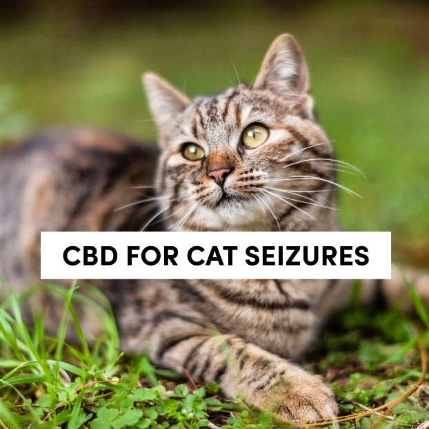 CBD For Cat Seizures, Will It Help Your Furry Friend?