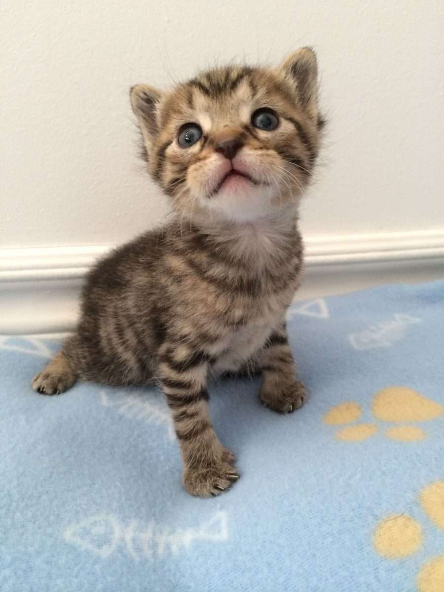 Cute three week old kitten!