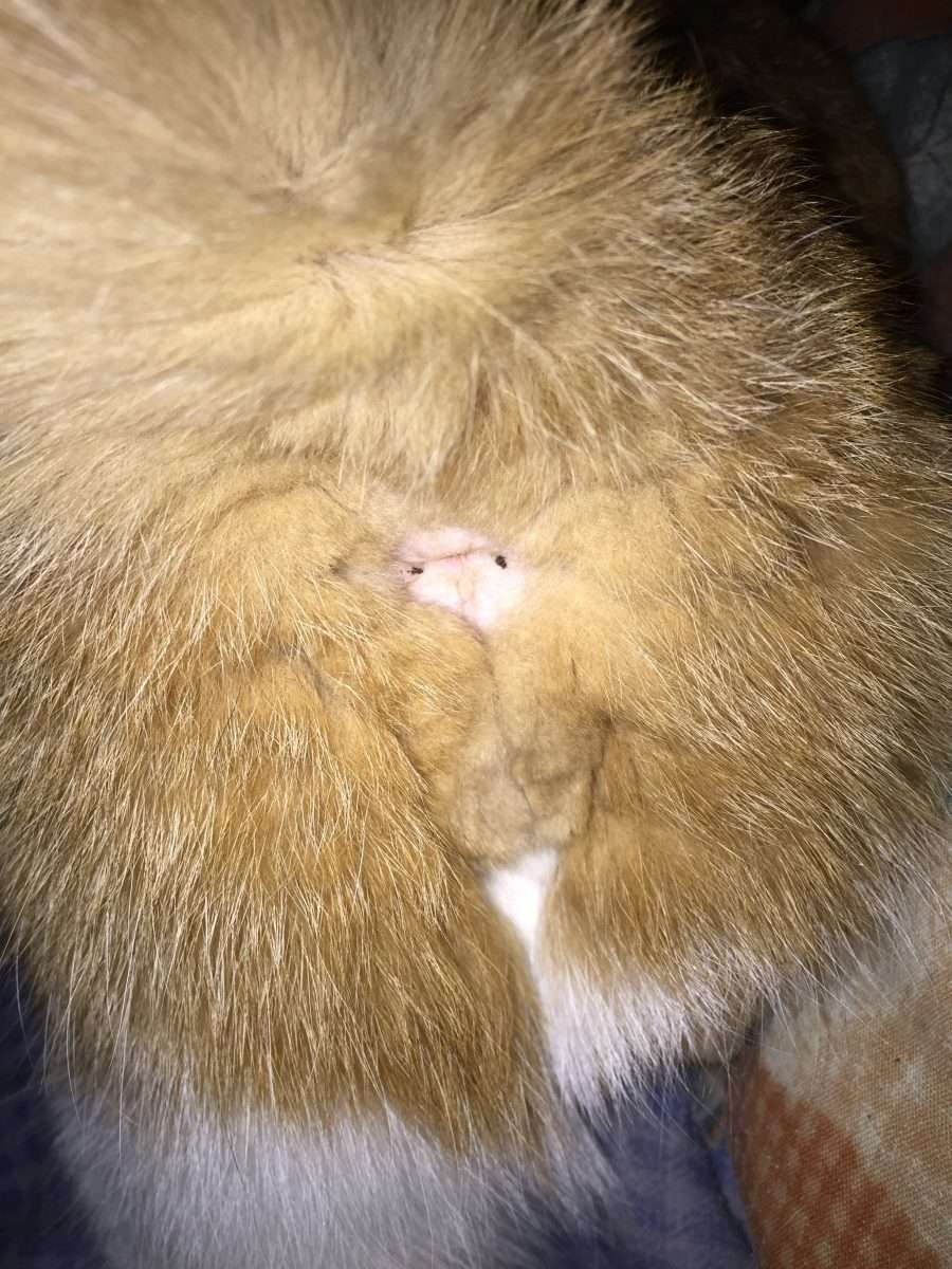Does My Cat Have Worms?