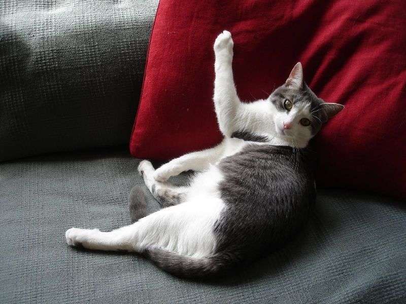 Fabric Sofa Cat