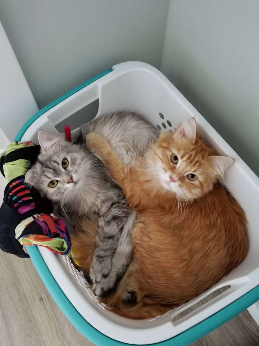 First time cat owners. Which fabric softener do we use for the dryer ...