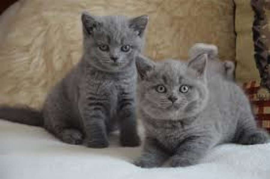Gorgeous British Shorthair Kittens Available Now for sale Offer