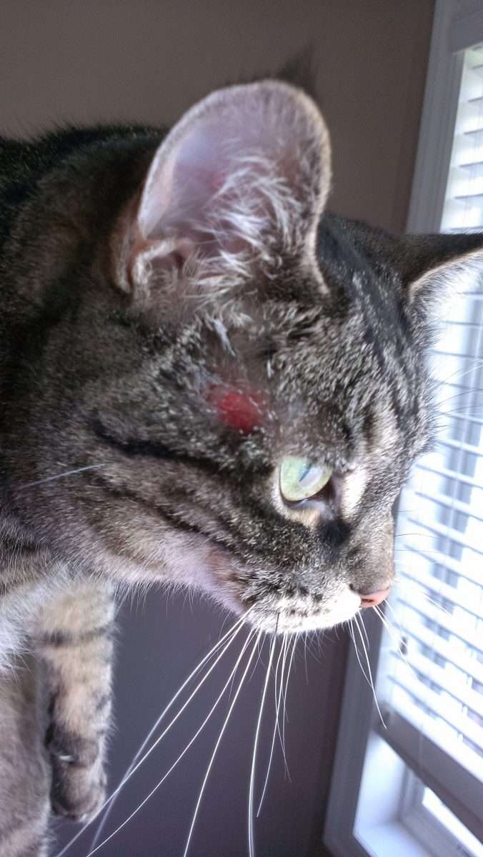 Hi Dr. Matt,My cat has a sore on her head between her eye