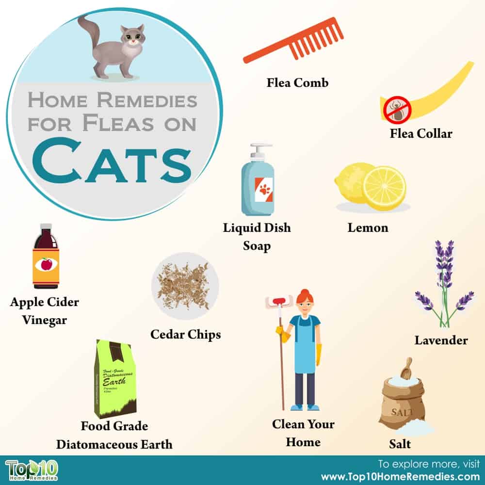 how-to-treat-kittens-for-fleas-catsworldclub