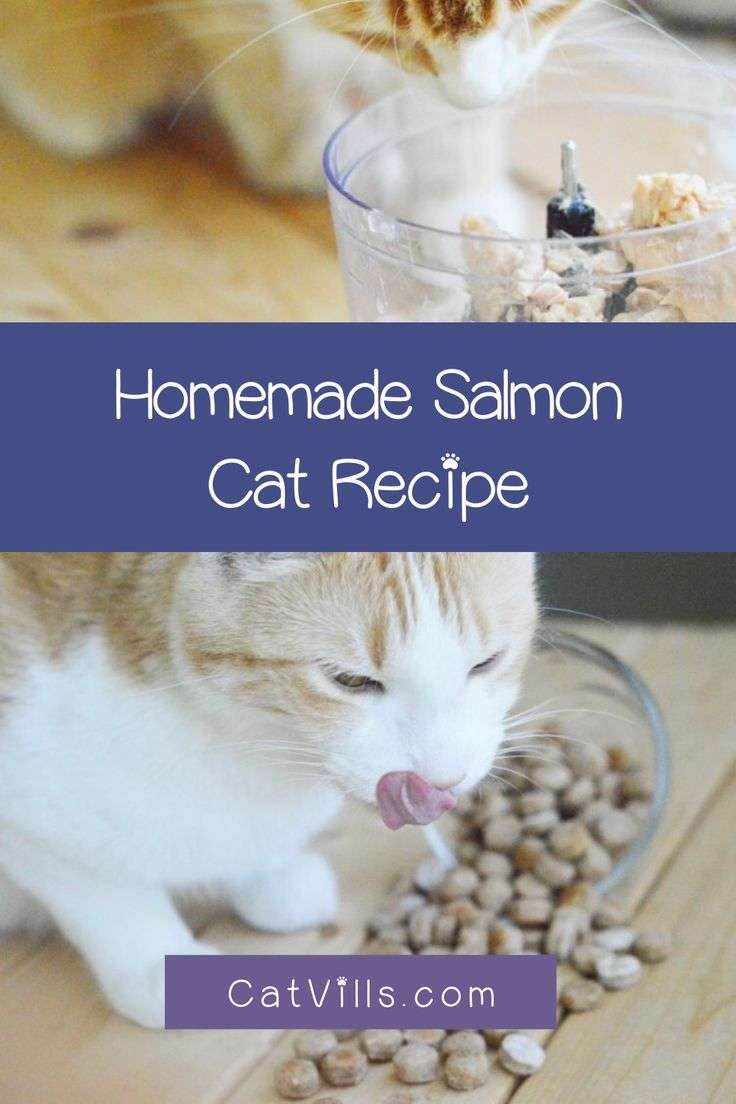 Homemade Salmon Cat Treats Recipe