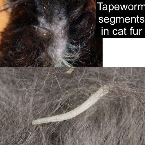 How Can I Tell If My Cat Has Tapeworms