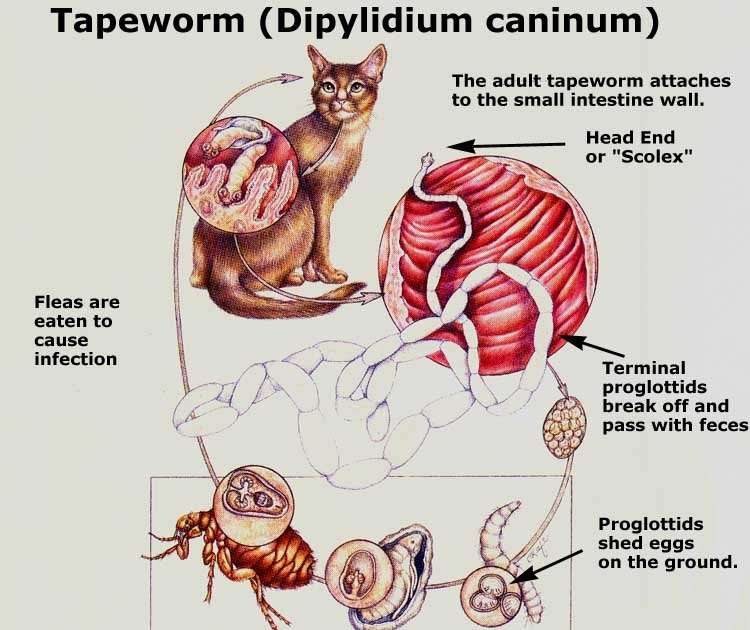 How Can I Tell If My Cat Has Worms