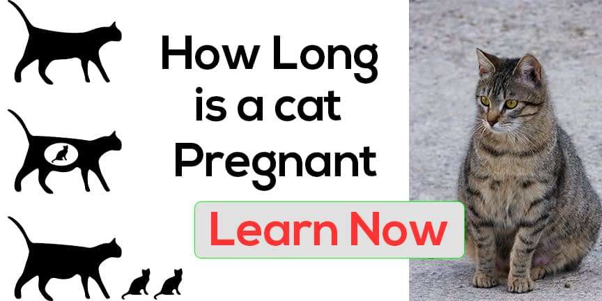 how long is a cat pregnant? Everything you need to know