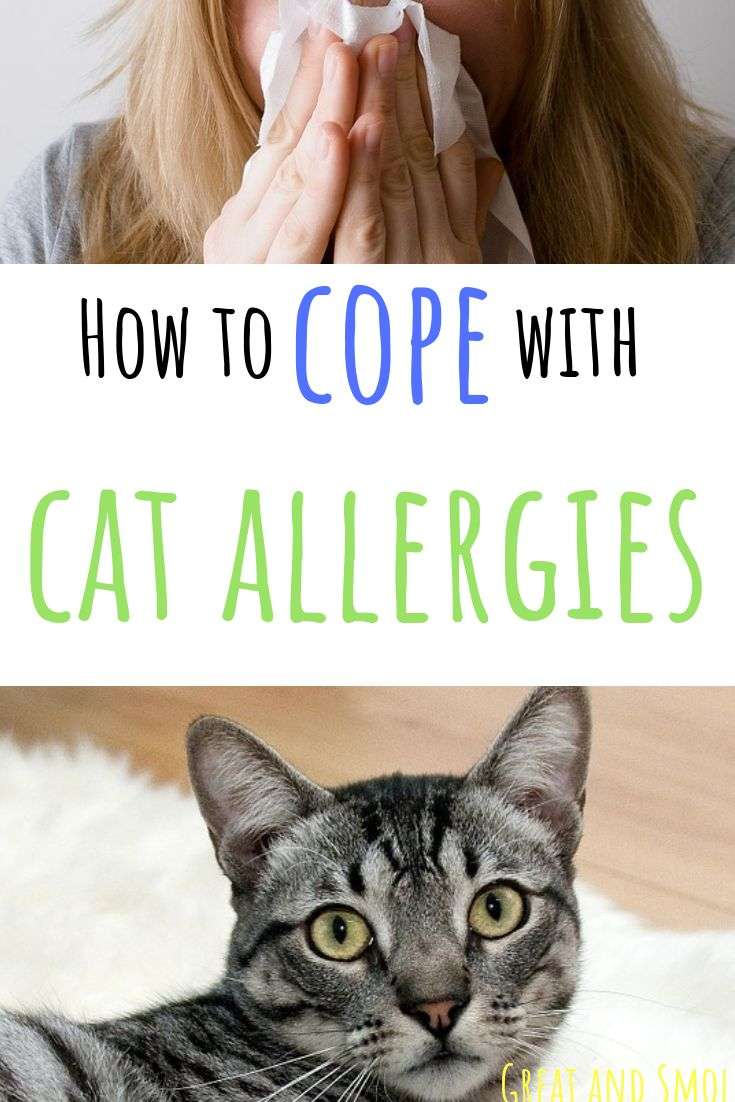 How to Cope with Cat Allergies