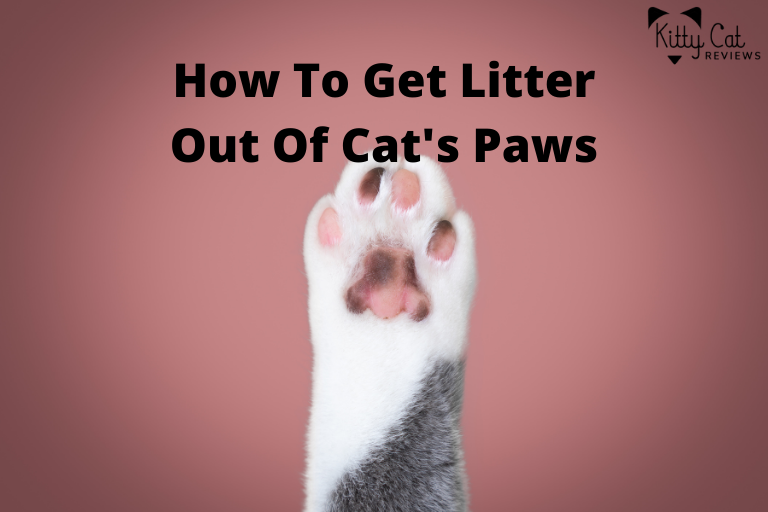 How To Get Litter Out Of Cat