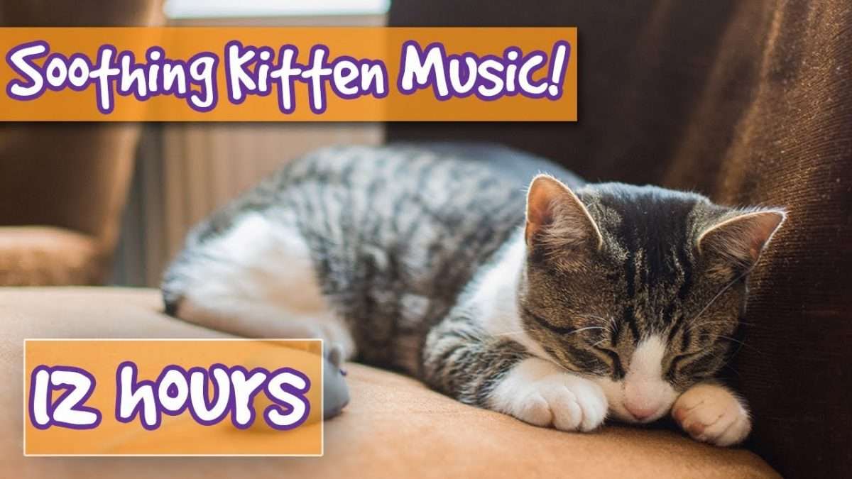 How to Make your Kitten Calm Down! Relaxing Music to Help Calm Your Cat ...