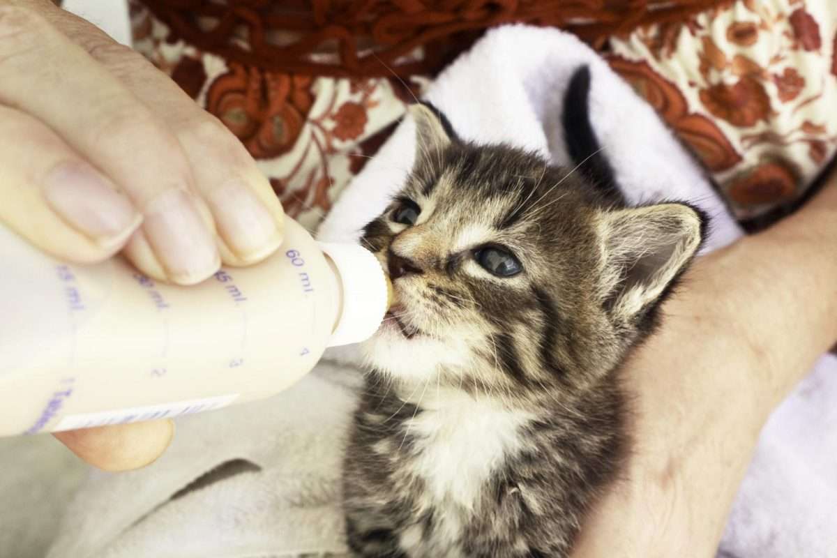 Important Tips for Feeding Newborn Kittens