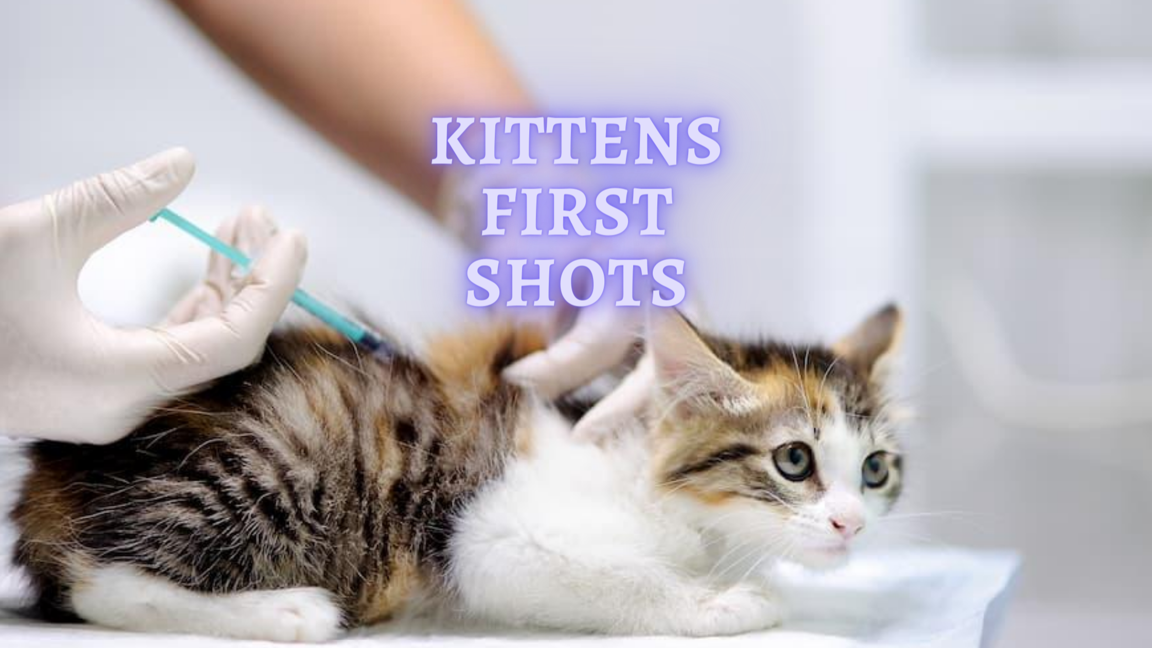 Kittens First Shots