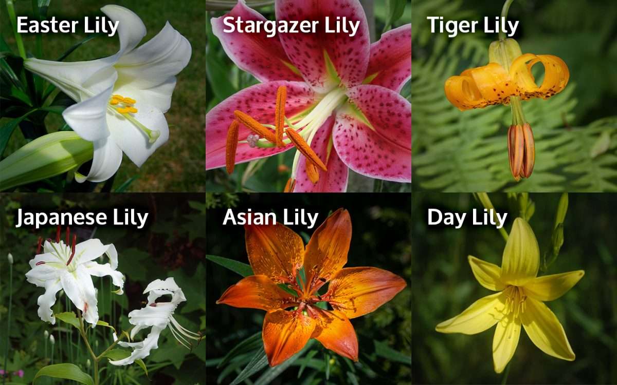 Lily Toxicity in Cats