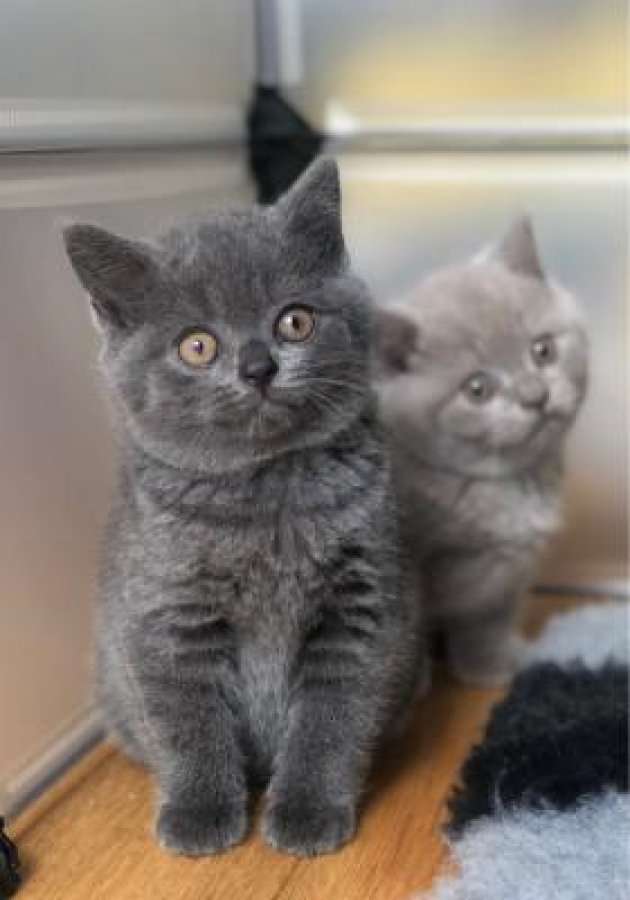 Lovely British Shorthair Kittens For Sale Offer