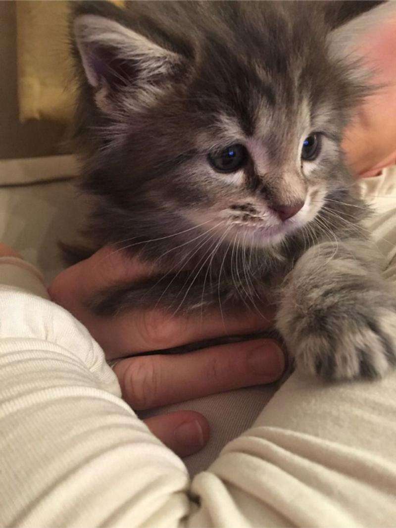 Maine coon kittens for adoption for sale in Santa Monica, CA
