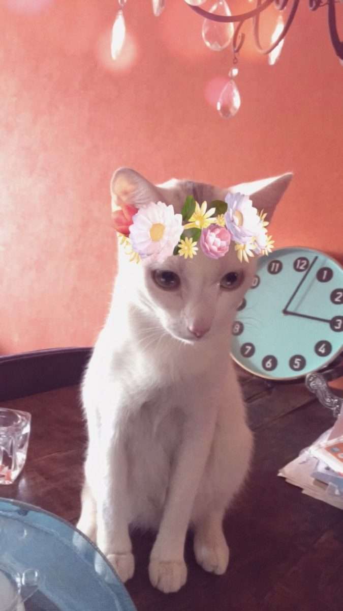 My cat Gizmo with snapchat filters