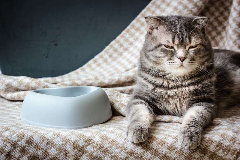 My Cat is Not Eating! When to See a Vet