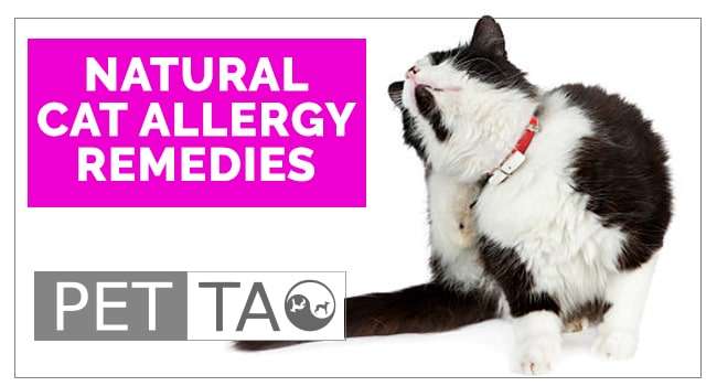 Natural Remedies for Your Allergic Cat