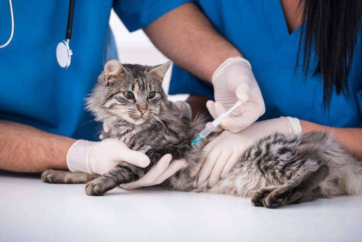 New Vaccine May Stop People From Being Allergic To Cats ...