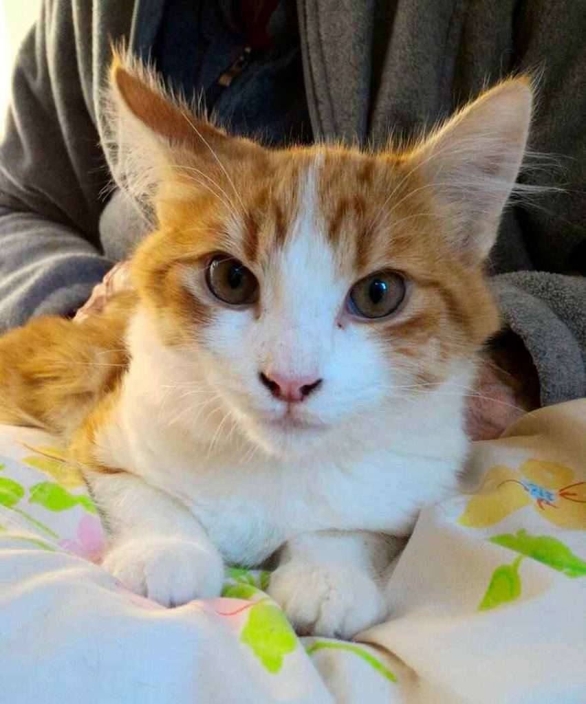 Orange Tabby Kitten For Adoption in San Diego (La Mesa) CA