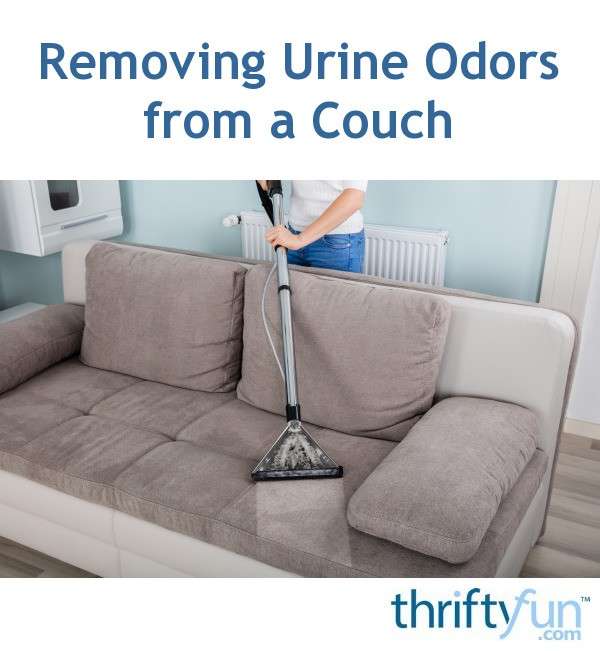 Removing Urine Odors from a Couch