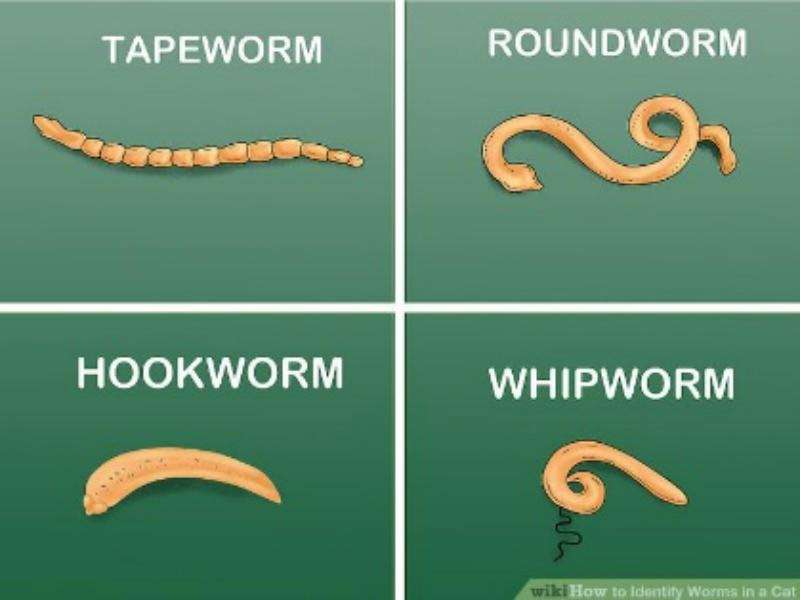 Roundworm Tapeworm In Humans Poop