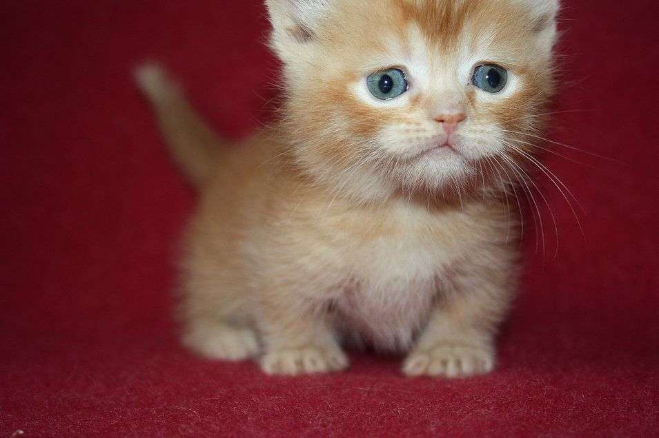 Scottish Fold Teacup Munchkin Cat For Sale  Pet and Animals Care