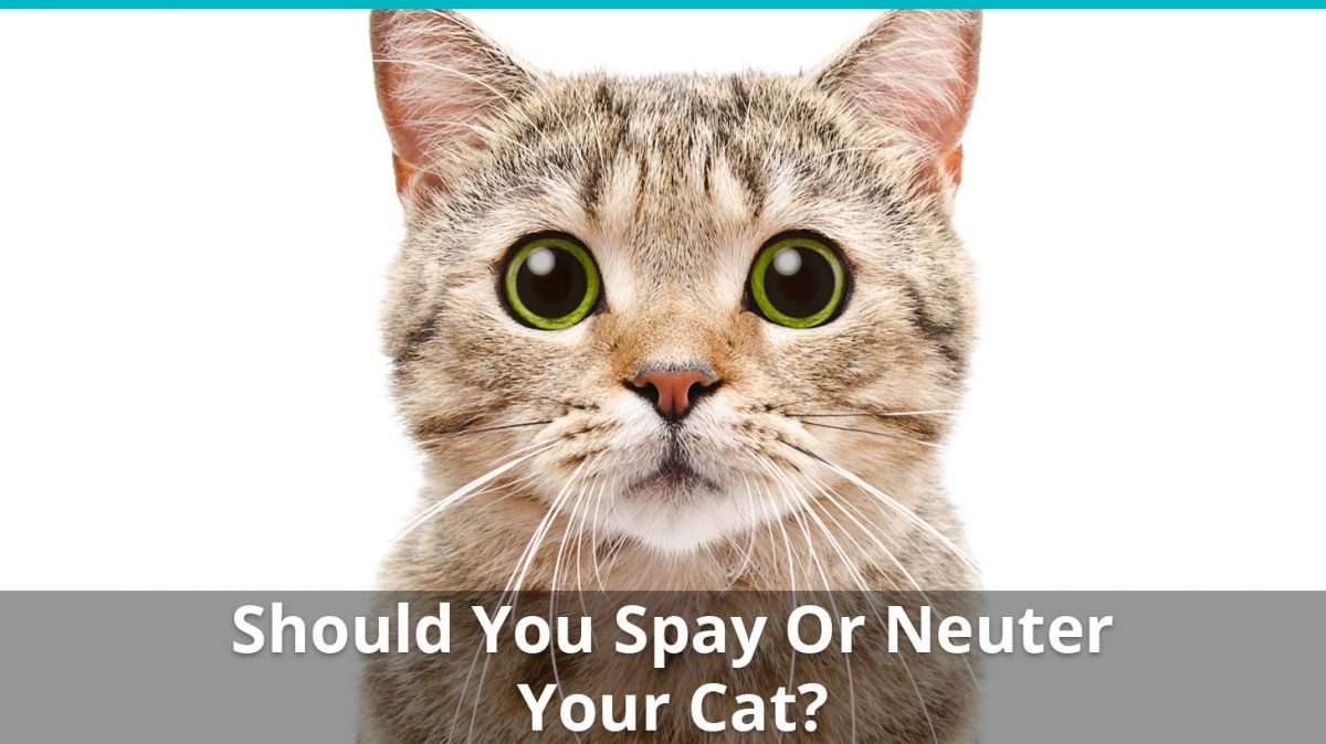 Should You Spay Or Neuter Your Cat? Why, When, And More Information