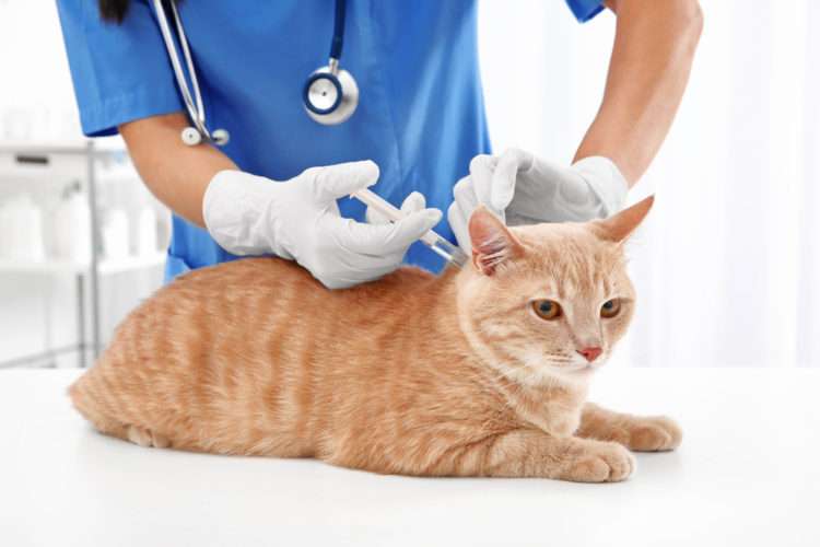 Should Your Cat Get the HypoCat Vaccine?