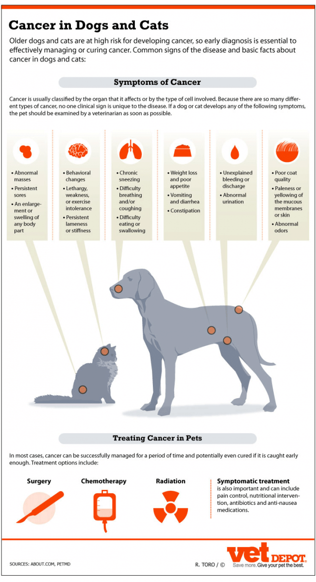 Signs of Cancer in Dogs &  Cats