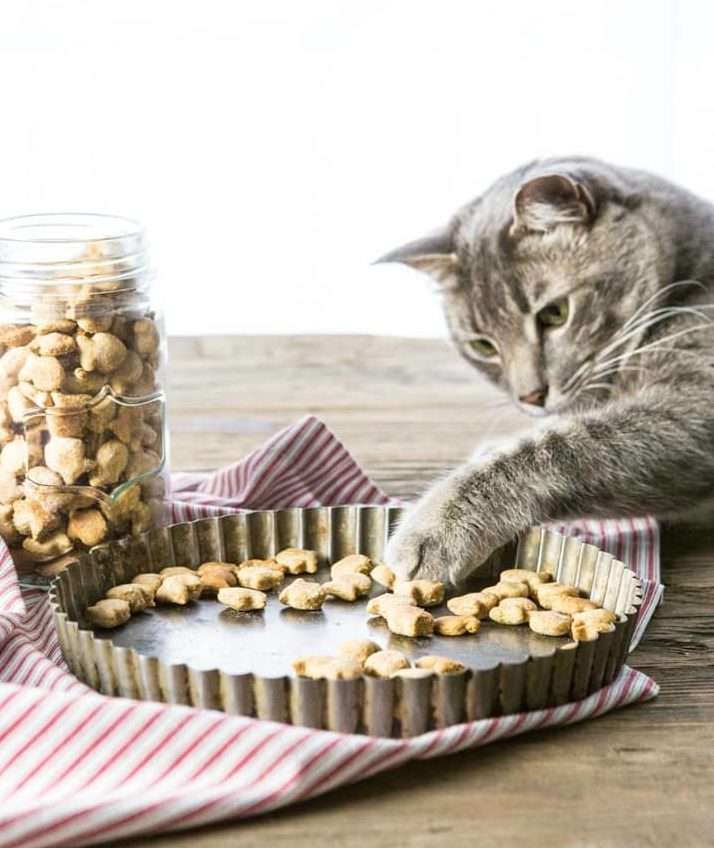 Spoil your kitty with these homemade recipes â SPCA West