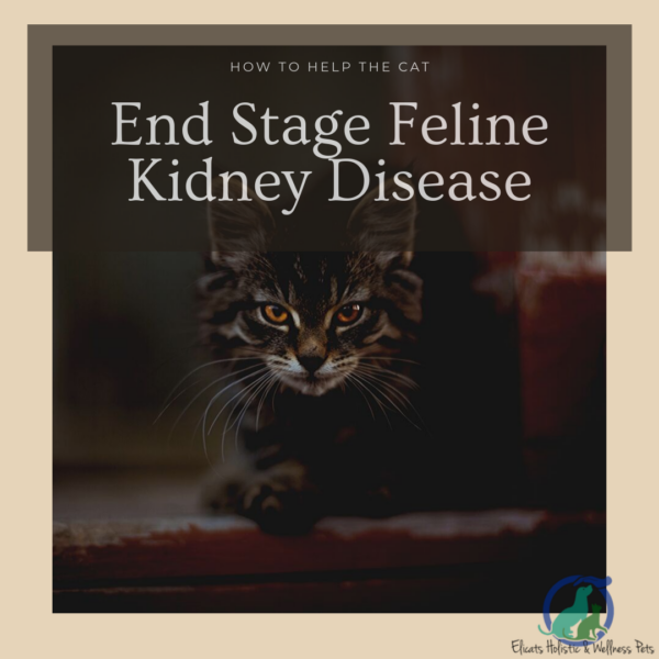Stage 3 kidney disease cats life expectancy how to support the cat