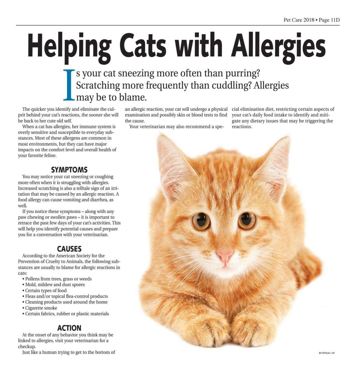 Types Of Allergic Reactions To Cats
