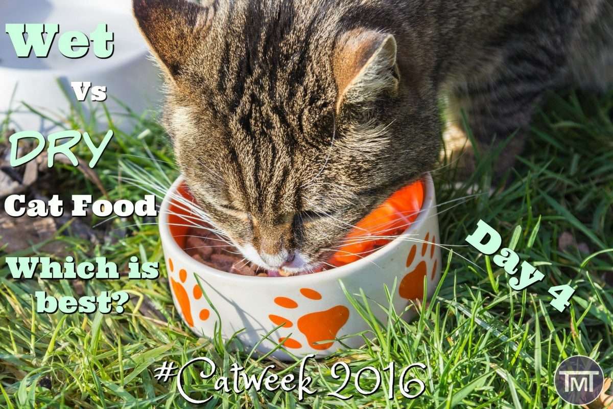 Wet vs Dry Cat Food: Which is Best?