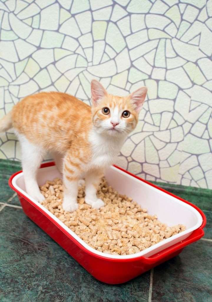 What you Need to Know About Cat Litter